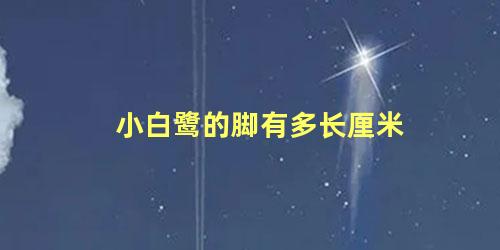 小白鹭的脚有多长厘米