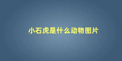 小石虎是什么动物图片