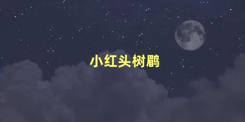 小红头树鹛