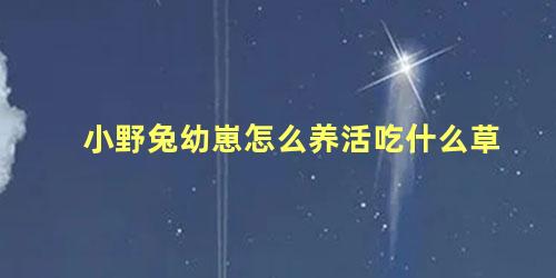 小野兔幼崽怎么养活吃什么草