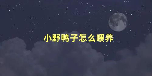 小野鸭子怎么喂养