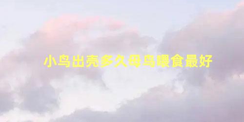 小鸟出壳多久母鸟喂食最好