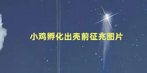 小鸡孵化出壳前征兆图片