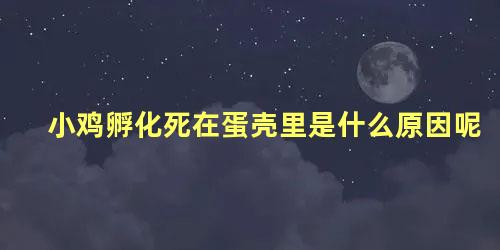 小鸡孵化死在蛋壳里是什么原因呢