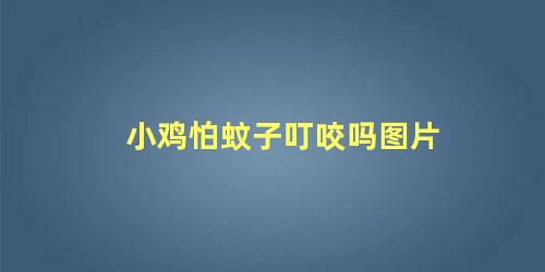 小鸡怕蚊子叮咬吗图片