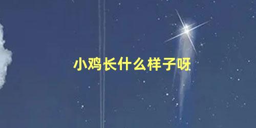 小鸡长什么样子呀