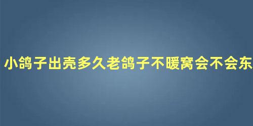 小鸽子出壳多久老鸽子不暖窝会不会东死