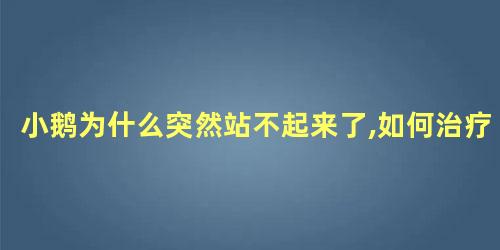 小鹅为什么突然站不起来了,如何治疗