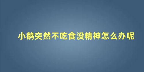 小鹅突然不吃食没精神怎么办呢