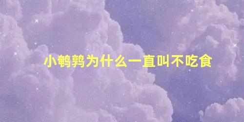 小鹌鹑为什么一直叫不吃食
