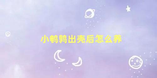 小鹌鹑出壳后怎么养