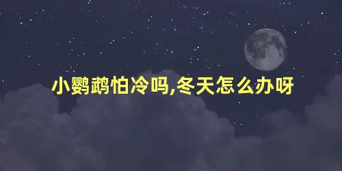 小鹦鹉怕冷吗,冬天怎么办呀