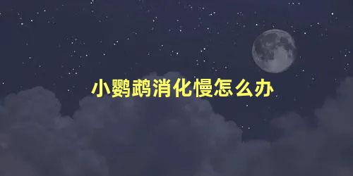 小鹦鹉消化慢怎么办