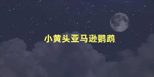 小黄头亚马逊鹦鹉