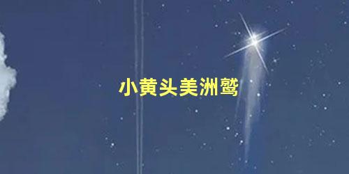 小黄头美洲鹫