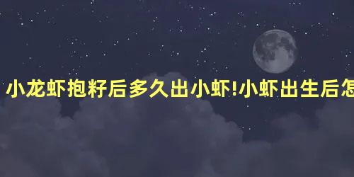 小龙虾抱籽后多久出小虾!小虾出生后怎么养
