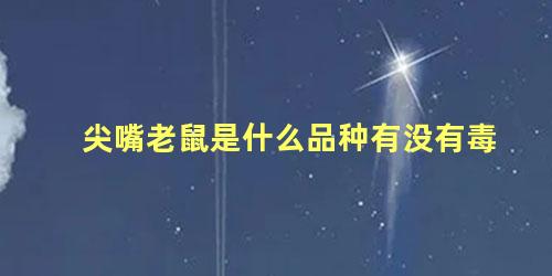 尖嘴老鼠是什么品种有没有毒