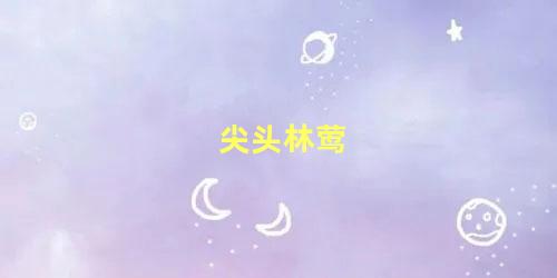 尖头林莺