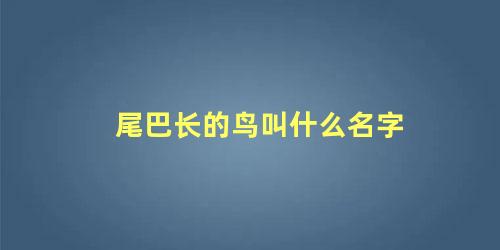 尾巴长的鸟叫什么名字