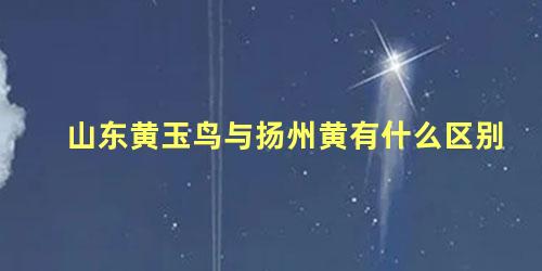 山东黄玉鸟与扬州黄有什么区别