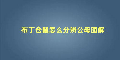 布丁仓鼠怎么分辨公母图解