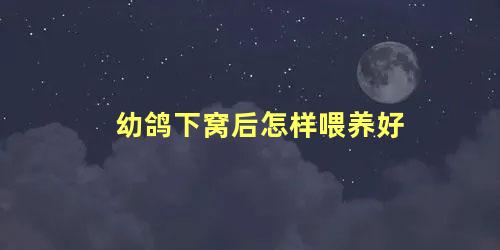 幼鸽下窝后怎样喂养好