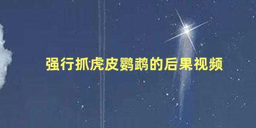 强行抓虎皮鹦鹉的后果视频