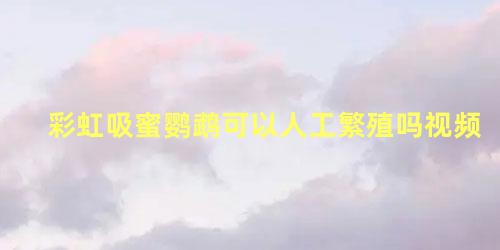 彩虹吸蜜鹦鹉可以人工繁殖吗视频