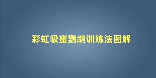 彩虹吸蜜鹦鹉训练法图解