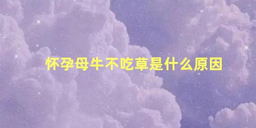怀孕母牛不吃草是什么原因