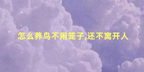 怎么养鸟不用笼子,还不离开人