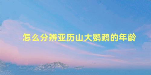 怎么分辨亚历山大鹦鹉的年龄