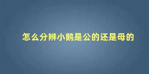 怎么分辨小鹅是公的还是母的