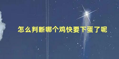 怎么判断哪个鸡快要下蛋了呢