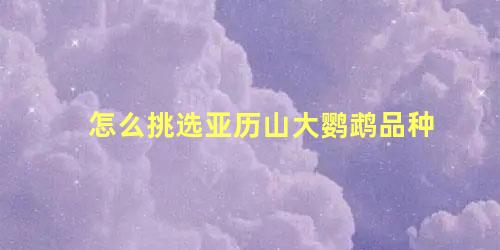 怎么挑选亚历山大鹦鹉品种