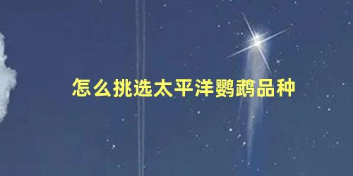 怎么挑选太平洋鹦鹉品种