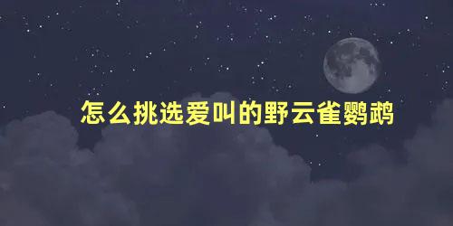 怎么挑选爱叫的野云雀鹦鹉