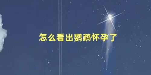 怎么看出鹦鹉怀孕了