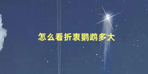 怎么看折衷鹦鹉多大