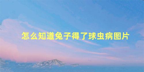 怎么知道兔子得了球虫病图片