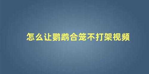 怎么让鹦鹉合笼不打架视频