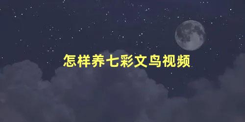 怎样养七彩文鸟视频