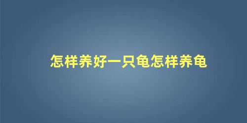 怎样养好一只龟怎样养龟