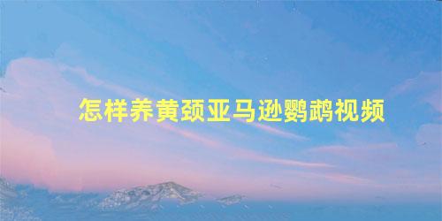 怎样养黄颈亚马逊鹦鹉视频