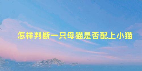 怎样判断一只母猫是否配上小猫