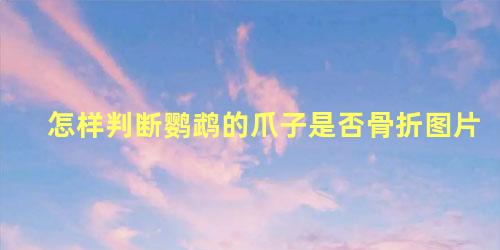 怎样判断鹦鹉的爪子是否骨折图片