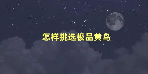 怎样挑选极品黄鸟