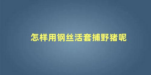 怎样用钢丝活套捕野猪呢