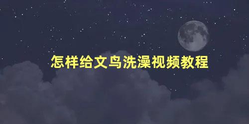 怎样给文鸟洗澡视频教程