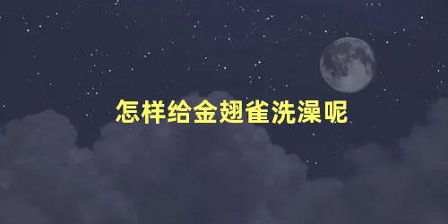 怎样给金翅雀洗澡呢
